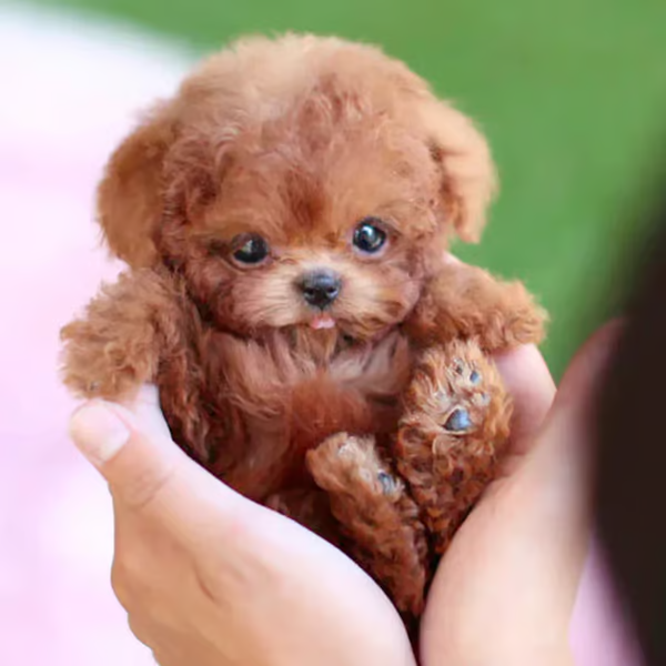 🐶My Realistic Robot Puppy