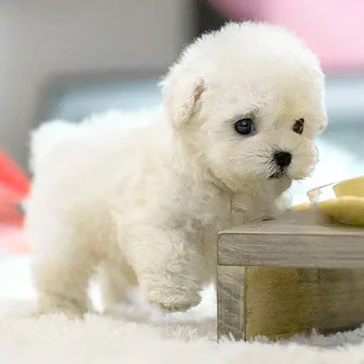 🐶My Realistic Robot Puppy