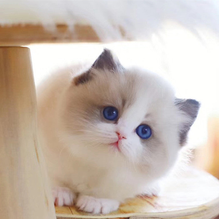 My Realistic Robot Kitten & Easter New Arrival: Robotic Bunny